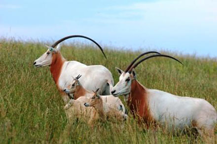 Scimitar-horned Oryx: Owners Need an ESA Permit