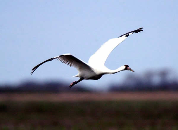 Whooping Crane at Lake Granger