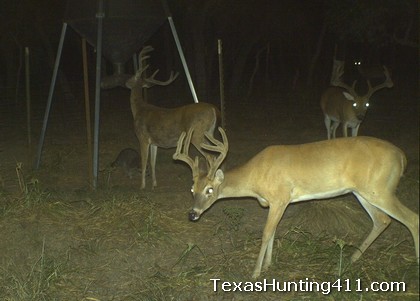 Deer Hunting in Texas: Feeding Protein for Deer Management