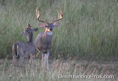 Rattling for Whitetails - Deer Hunting Using Antler Rattling