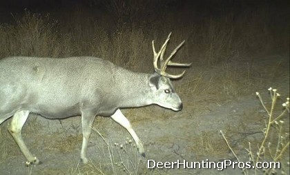 Deer Hunting in Hall and Motley County Texas
