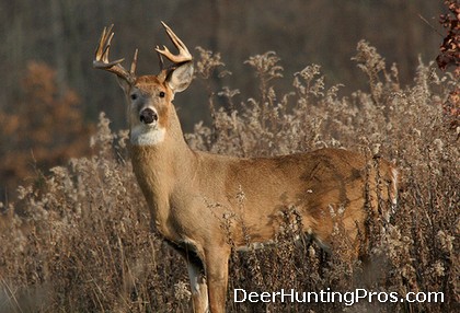Deer Hunting in Arkansas - Arkansas Publc Hunting Lands