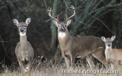 Texas Deer Hunting