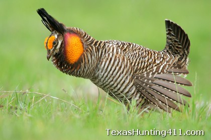 Prairie Chicken Hunting in Texas - No, Surveys May Show Species is Endangered