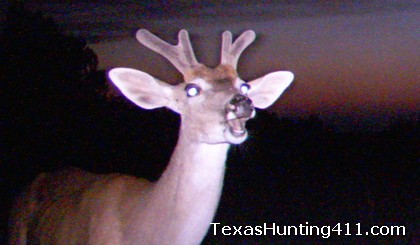 Deer Hunting in Texas - Whitetail Hunting in Texas