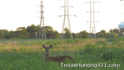 Deer Hunting Regulations Change in Texas: Rockwall County, Dallas County, Collin County and Galveston County