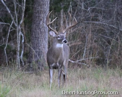 Deer Hunting Small Acreage Successfully