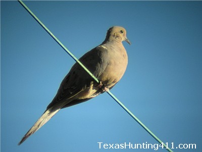 Dove Hunter Survey - Dove Hunting in Texas