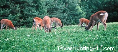 Food Plots in Texas