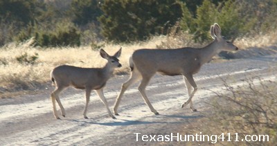 Mule Deer Hunting in Texas - CWD Check Stations