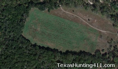 Texas Food Plots