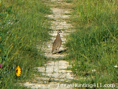 Texas Quail Hunting