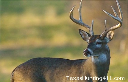 Deer Hunting in Kerrville, Texas