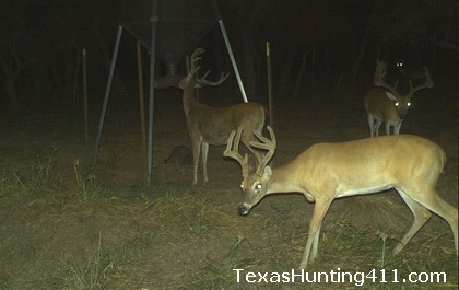 Deer Hunting in Texas - Protein Feeding