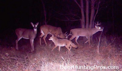 Deer Hunting and Management: Impact of Coyote Predation on Deer