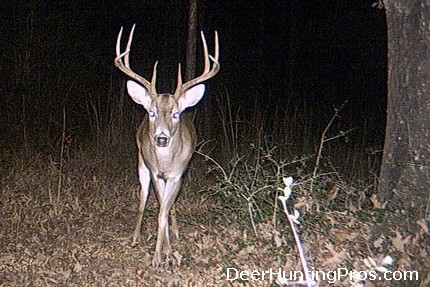 Deer Hunting in Texas and Chronic Wasting Disease