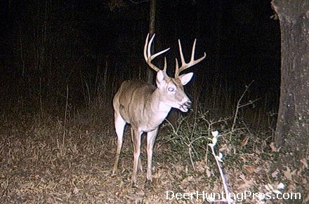 Deer Hunting Tips for the Fall