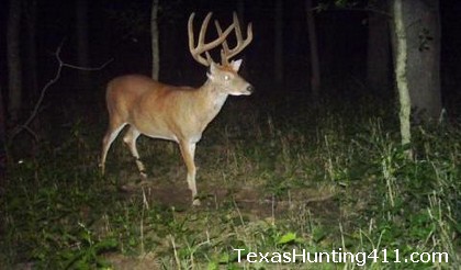 Tagging Deer in Texas