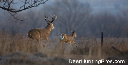 Whitetail Deer Rut Texas