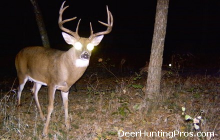 Deer Hunting: Hunting Mature Whitetail Bucks