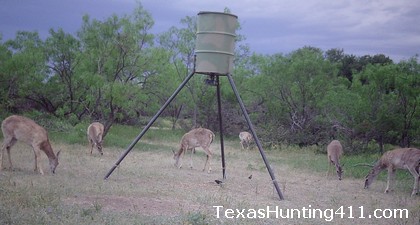 deer improve hunting doe buck critical ratio