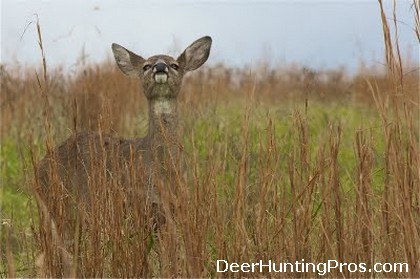 Deer Smelling Me - Scent Eliminator for Hunting - Deer Hunting