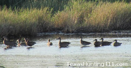 Public Duck Hunting at J.D. Murphree WMA