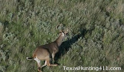 Helicopter Deer Surveys in Texas for Deer Hunting and Management