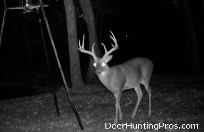 Attracting Bucks During the Deer Hunting Season