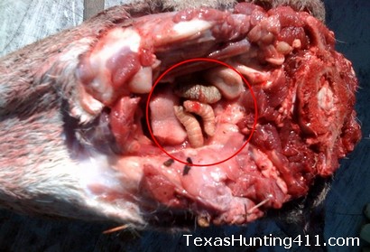 Nasal Bots in Whitetail Deer Esophagus