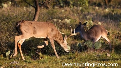Deer Hunting in Coleman County Texas - Hunt the Deer Rut