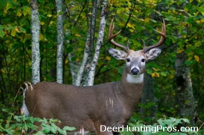 Deer Hunting in South Carolina
