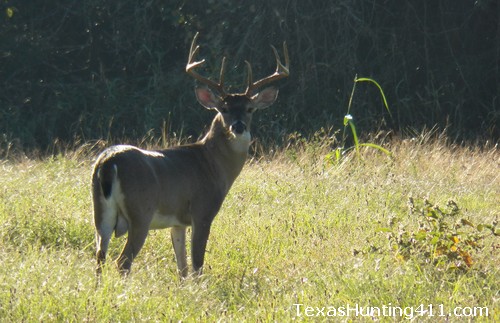 Deer Hunting in Texas - Deer Season Looks Up