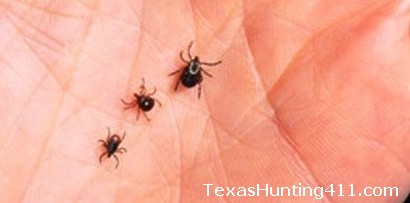 Deer Ticks - Not a Deer Disease, But Commonly Found on Whitetail