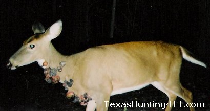 Cutaneous Fibroma ("Warts") in Deer