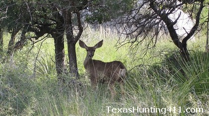 Mule Deer Hunting in Texas - CWD Monitoring