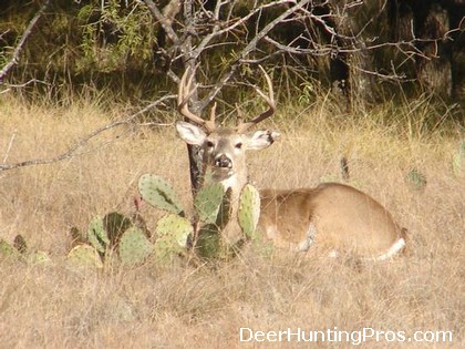 Deer Hunting in Schleicher County Texas