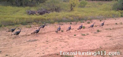 Wildlife Habitat Management and Land Management for Better Hunting