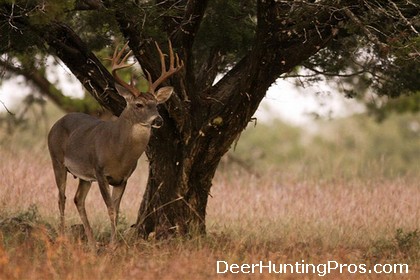 Whitetail Deer Hunting, Deer Lease in Mills County Texas