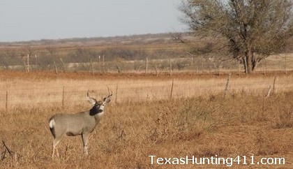 Mule Deer Hunting in West Texas