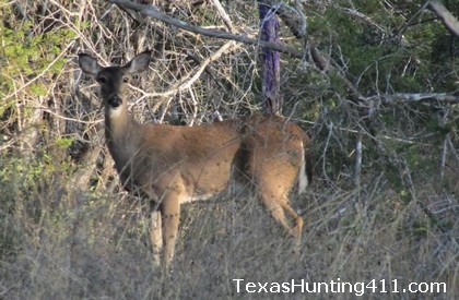 Public Hunting Texas - Texas Public Hunting Land