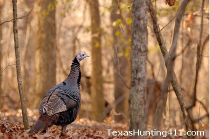 Turkey Hunting in East Texas