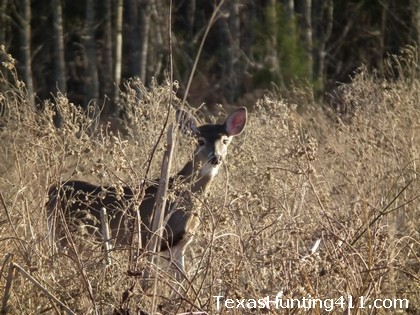 Which Doe to Shoot - Texas Hunting