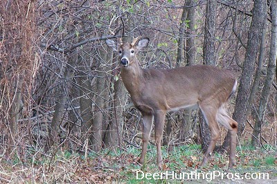 When do Deer Shed Antlers - Early Antler Shedding?