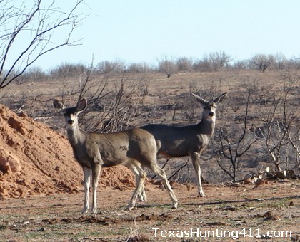 Mule Deer Hunting in Texas - Longer Mule Deer Season Under MLDP