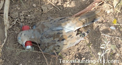 Dove Hunting in Texas - Mourning Doves