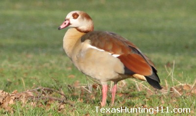 Egyptian Goose in Texas - More Hunting Options