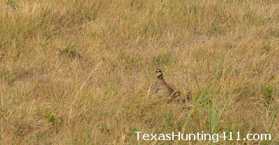 Texas Hunting - Wildlife Management Key to Healthy Populations, Hunting