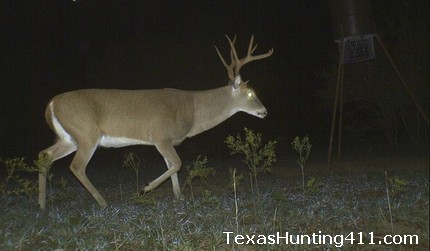 Trail Camera Surveys for Deer Hunting