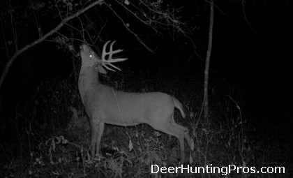 Whitetail Deer Hunting in Lampasas County, Texas